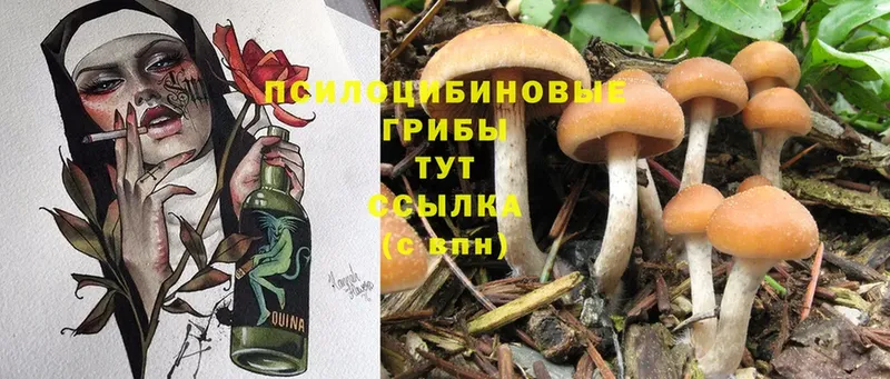 Псилоцибиновые грибы Psilocybe  магазин продажи наркотиков  Асбест 